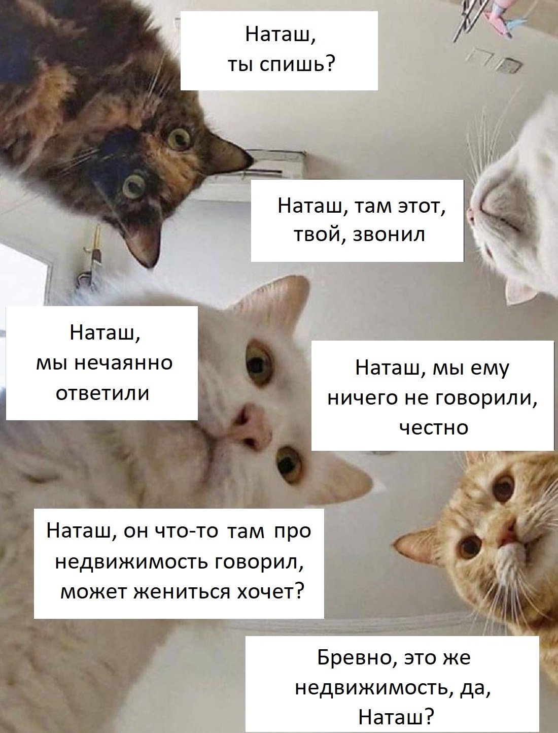 Наташ ты спишь коты