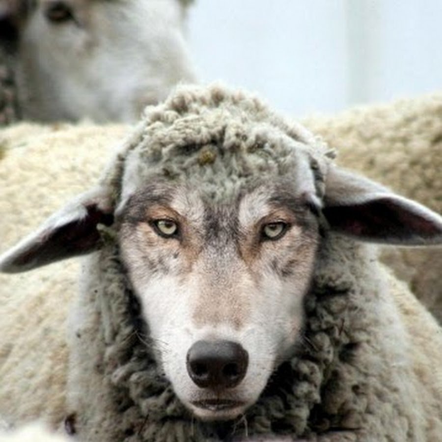 Волк в овечьей