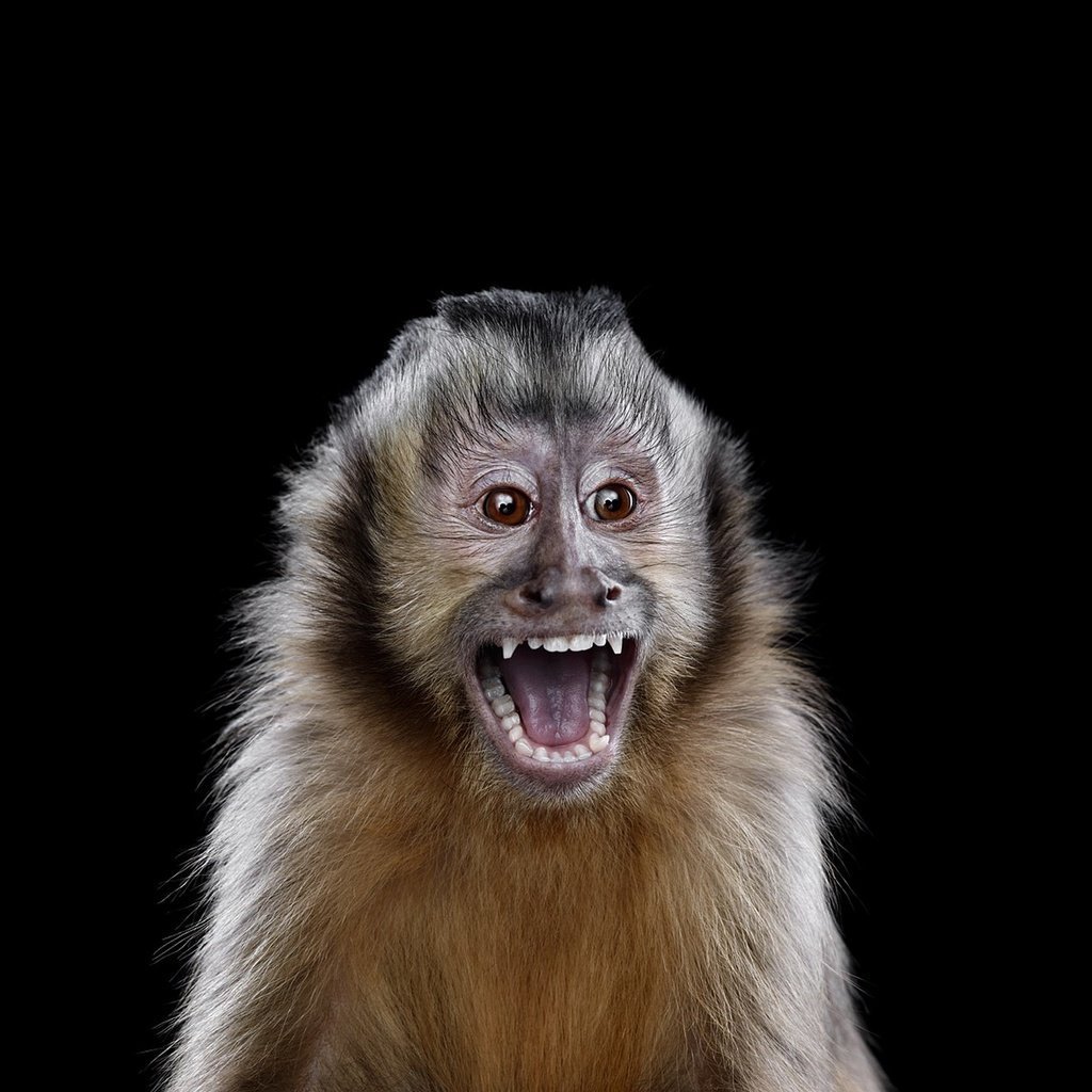 Обезьяна на аву