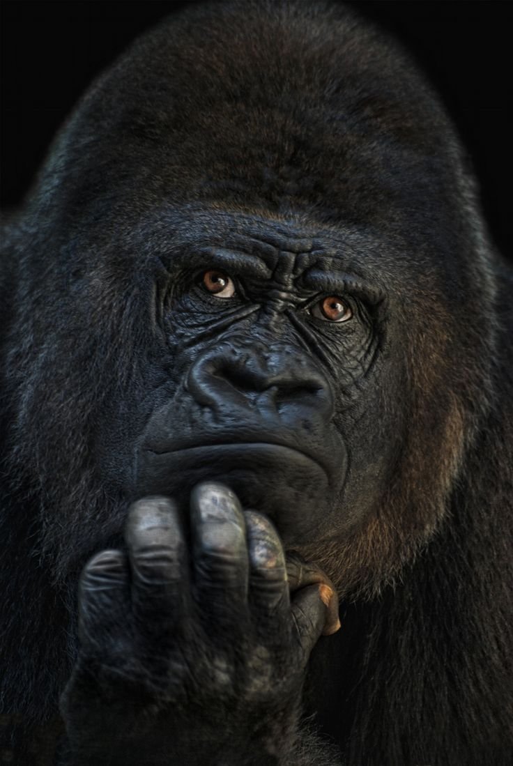 Мартышка с телефоном