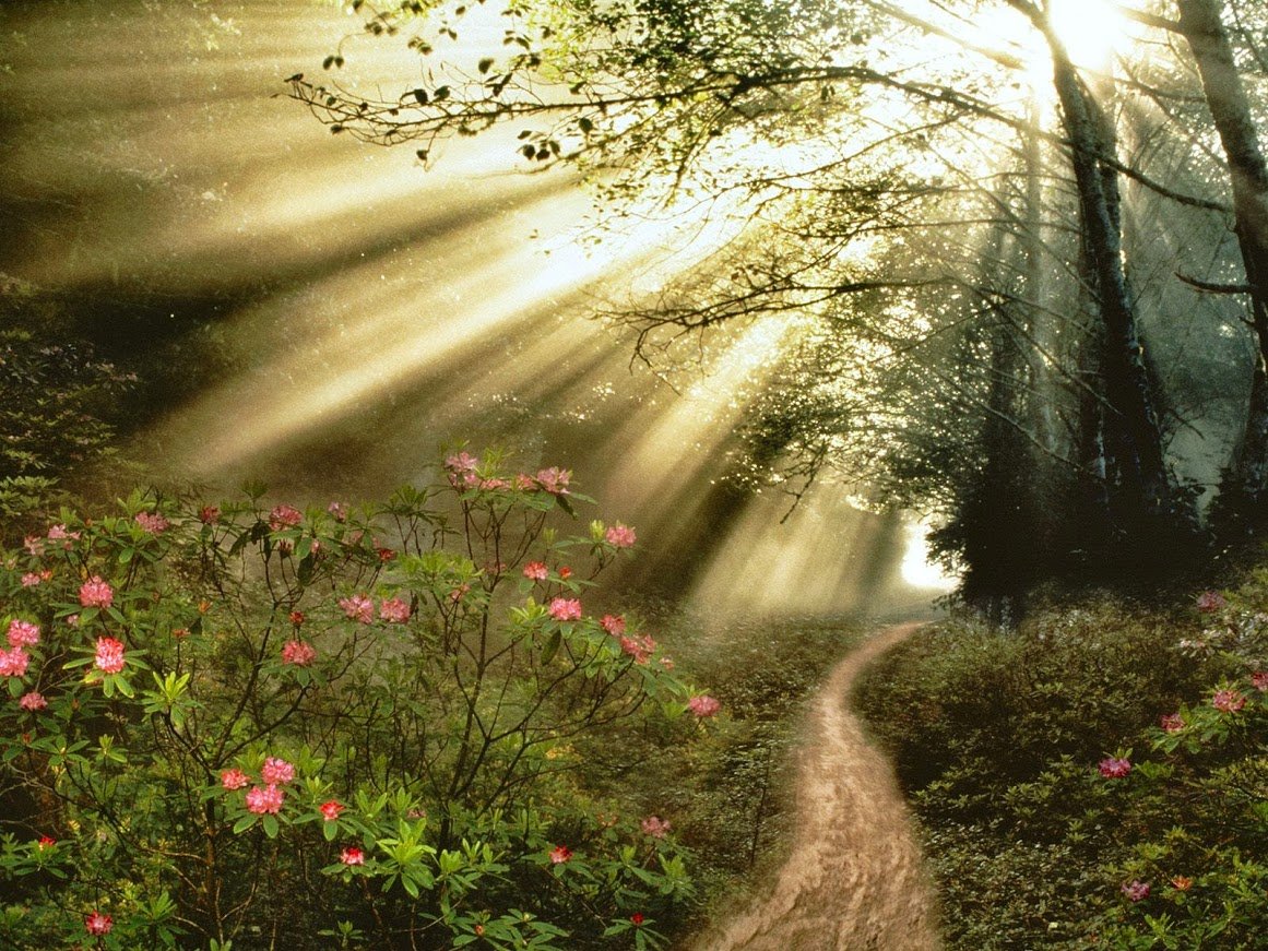 Утро в сказочном лесу