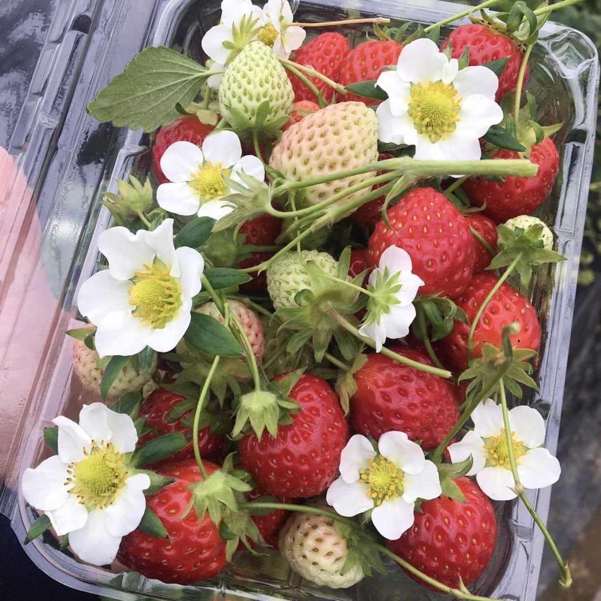 Клубника Эстетика