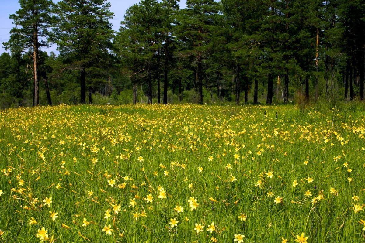 На Лесной опушке
