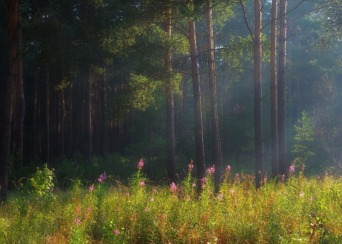Раннее утро в лесу