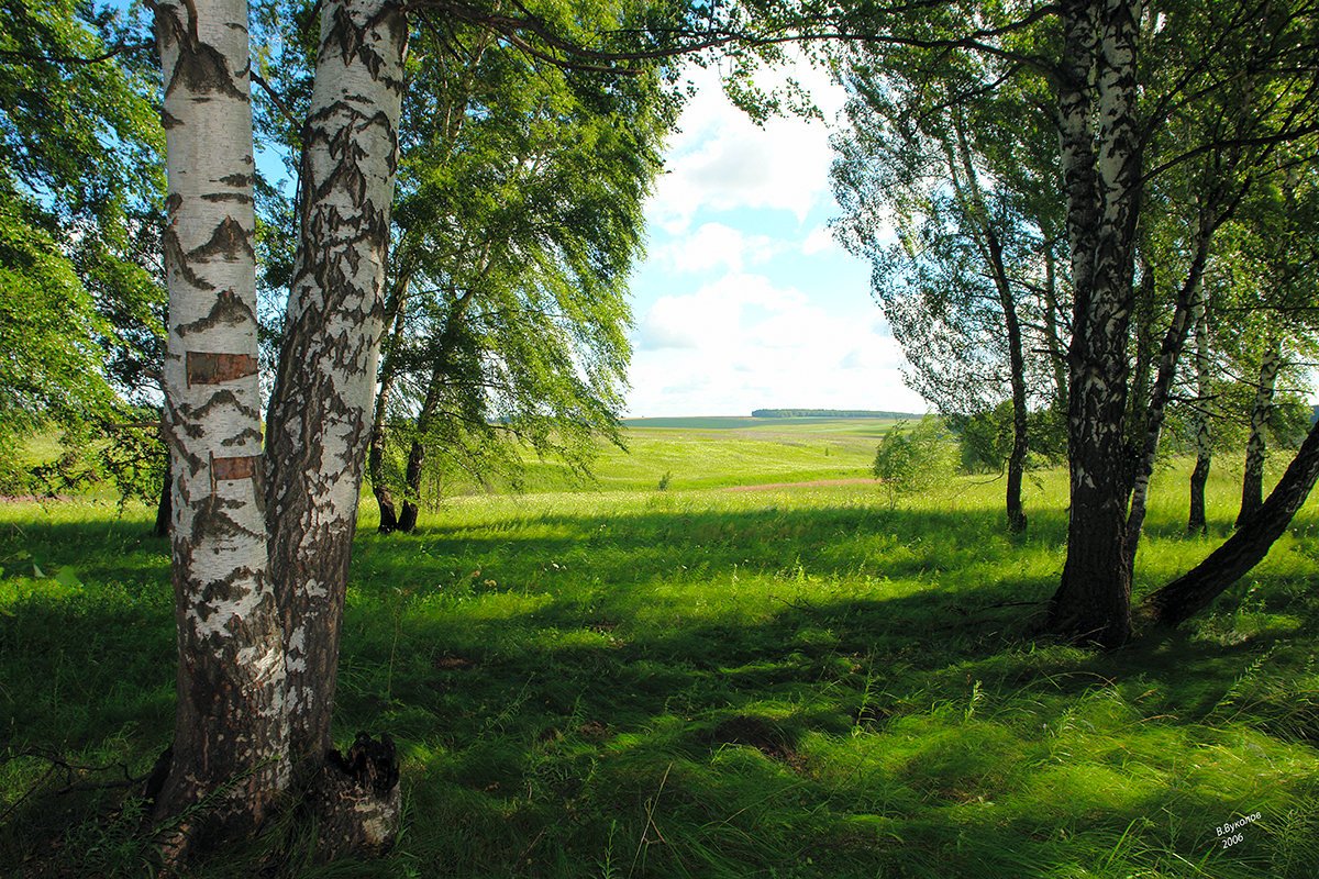 Фон природа опушка