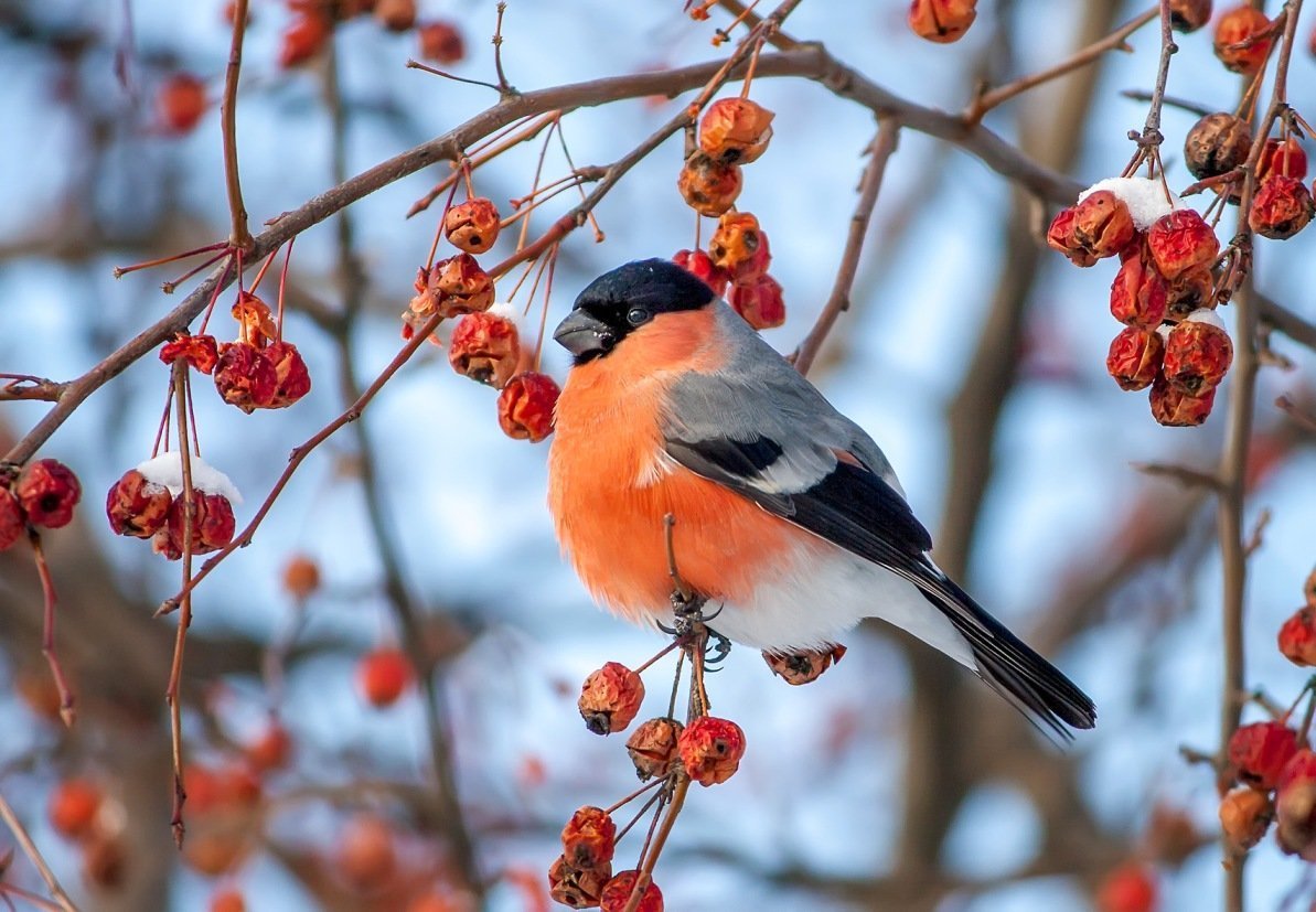 Снегири на рябине