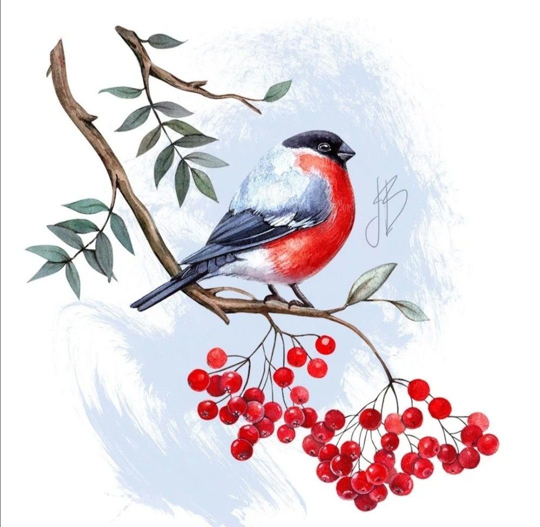 Снегири на веточке на белом фоне