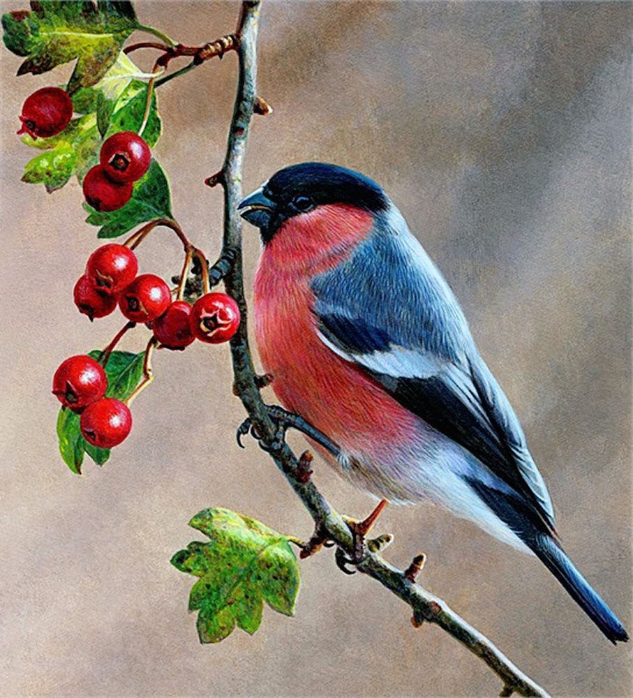 Снегирь на ветке рябины