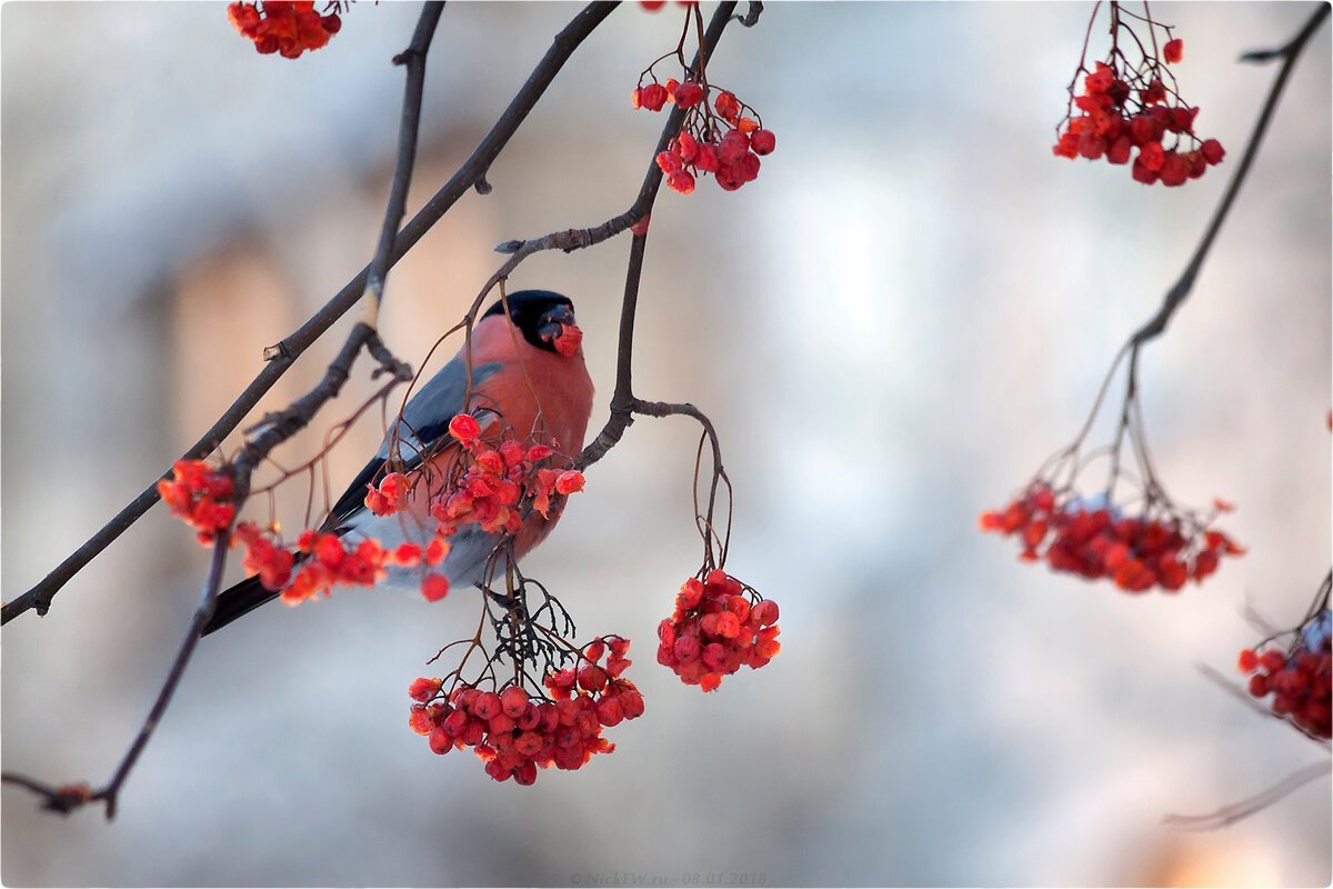 Снегири рябина снег