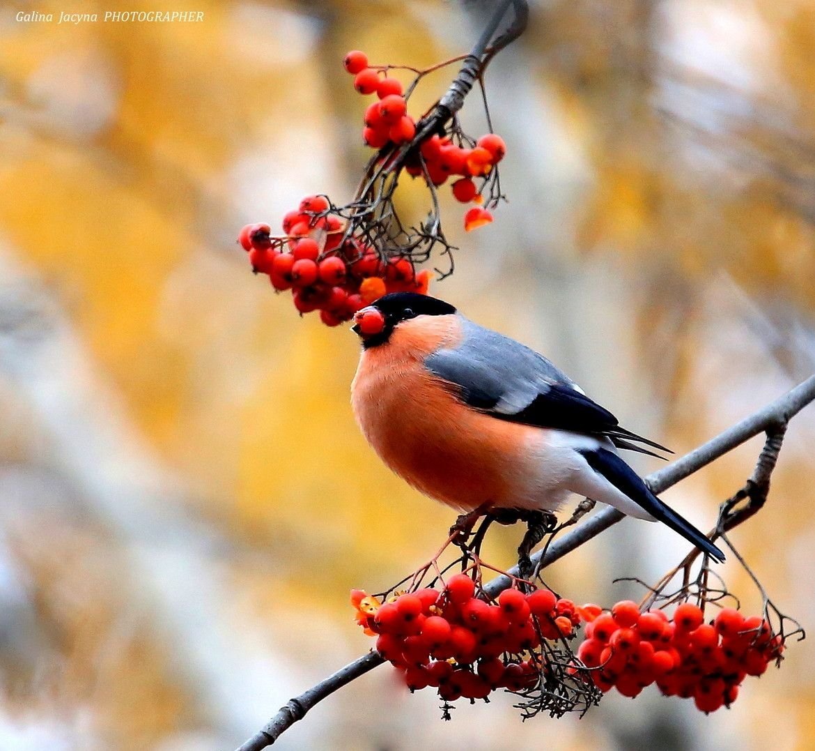 Зима рябина Снегири