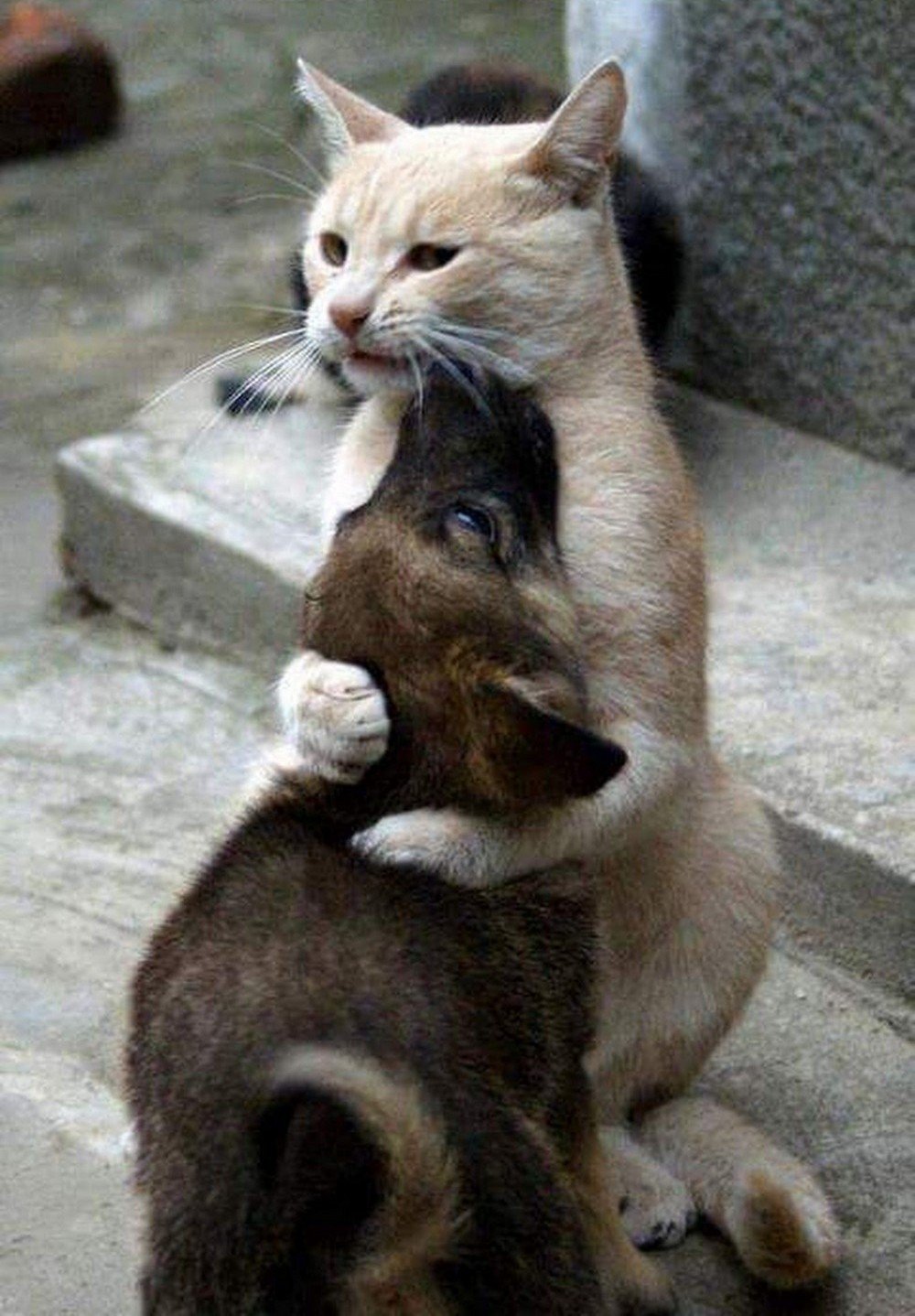 Кошка обнимает