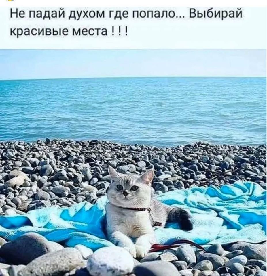 Коты на море