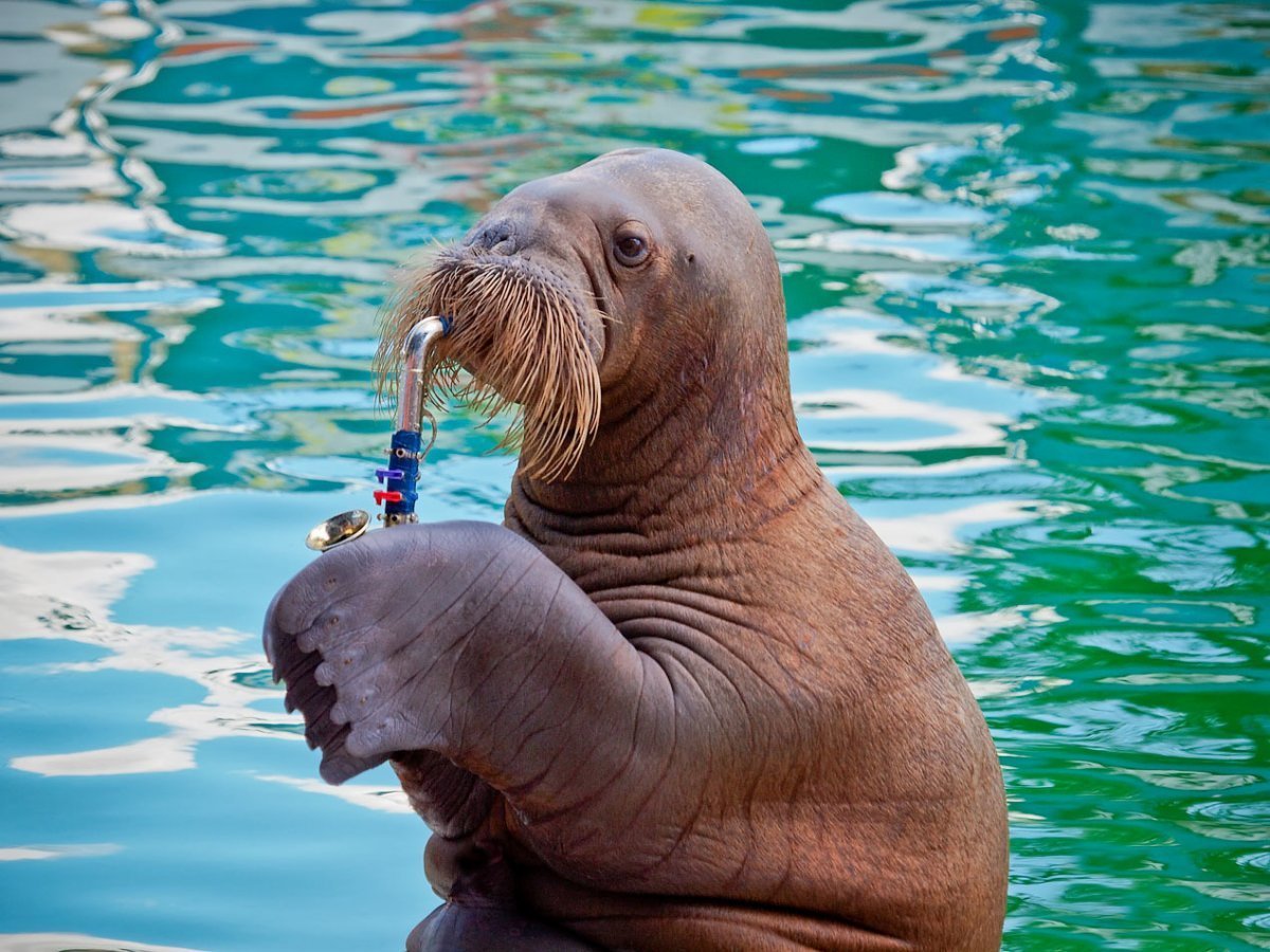 Морж с моржонком