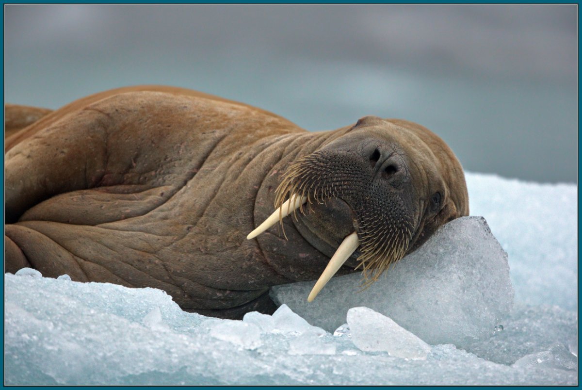 Дальневосточный морж