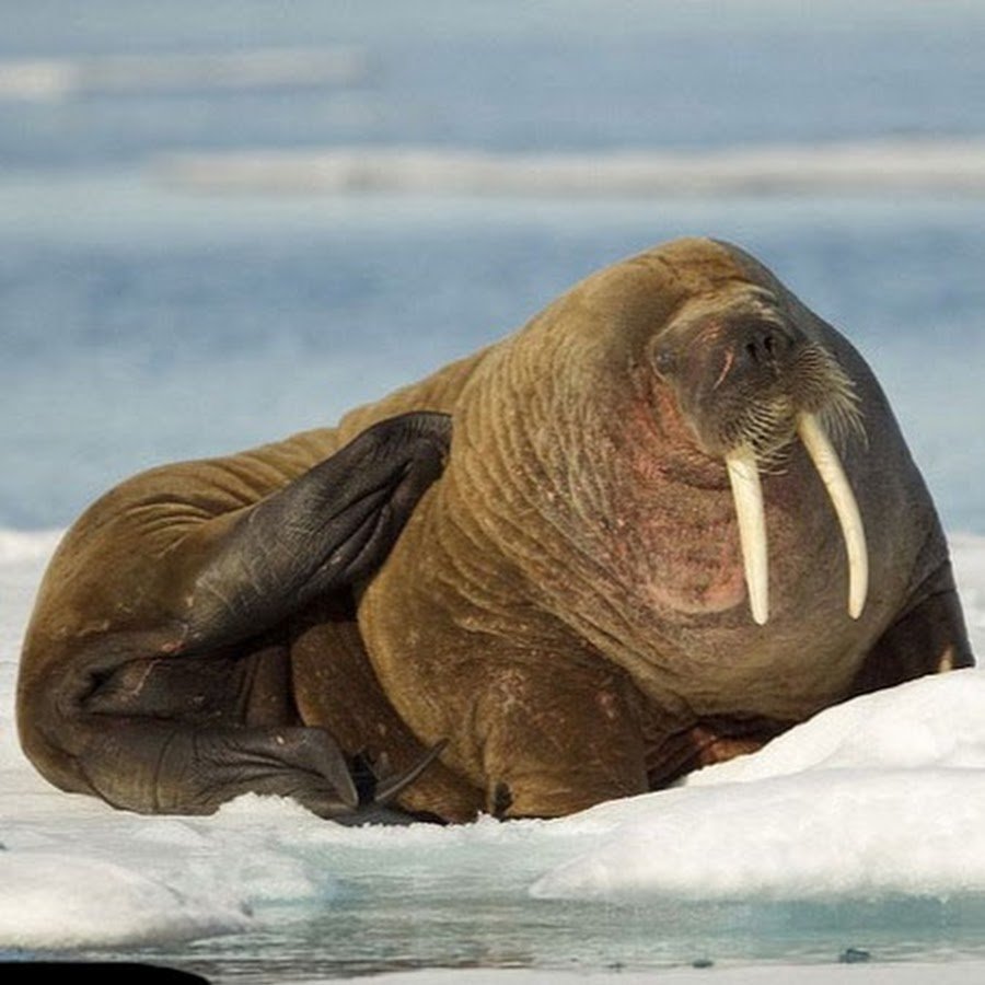 Северный морж