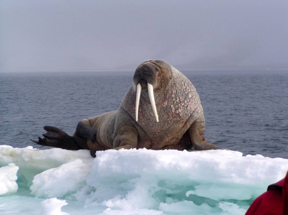 Ластоногие млекопитающие морж