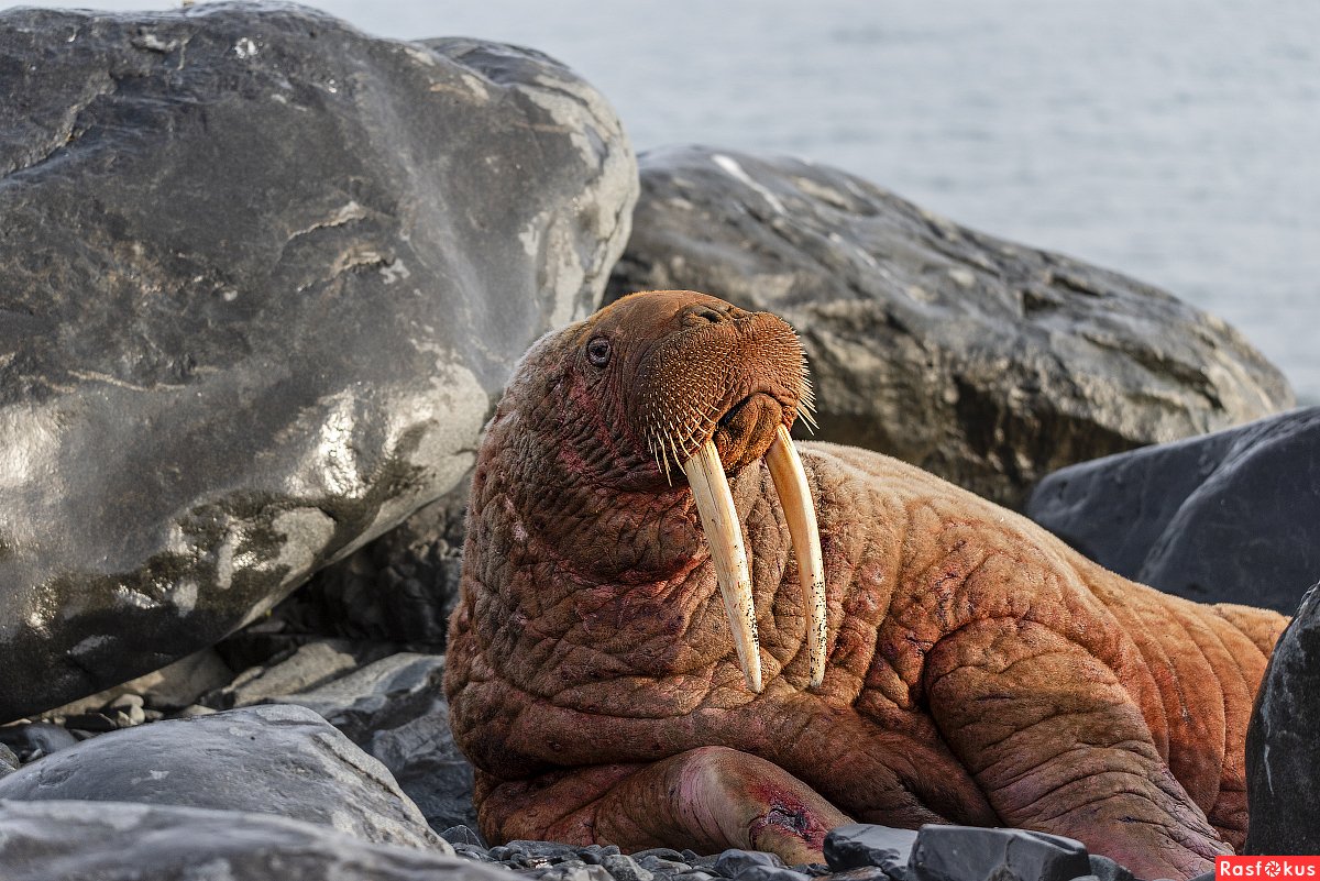 Моржи Северной Америки