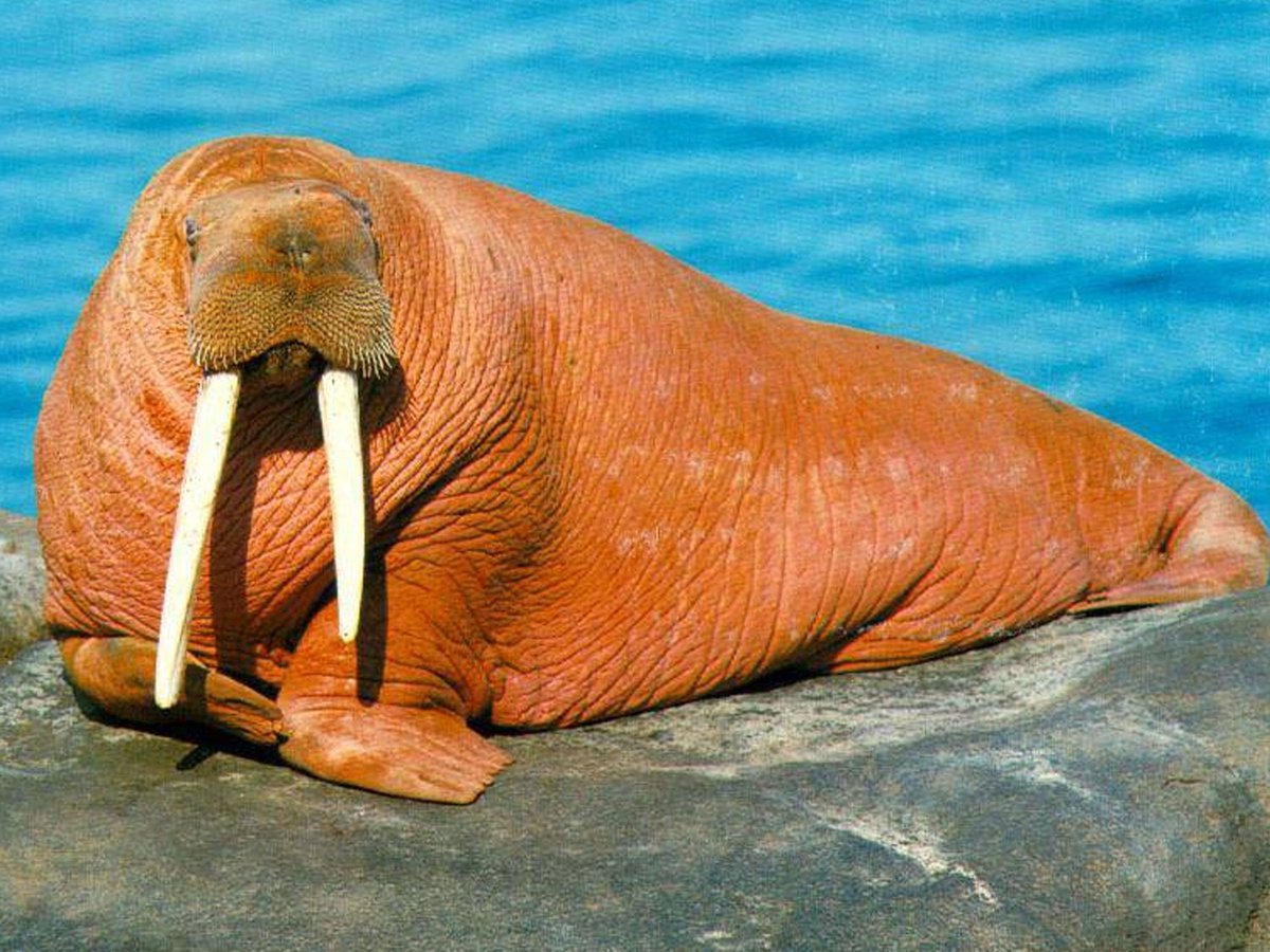 Морж (Odobenus rosmarus)