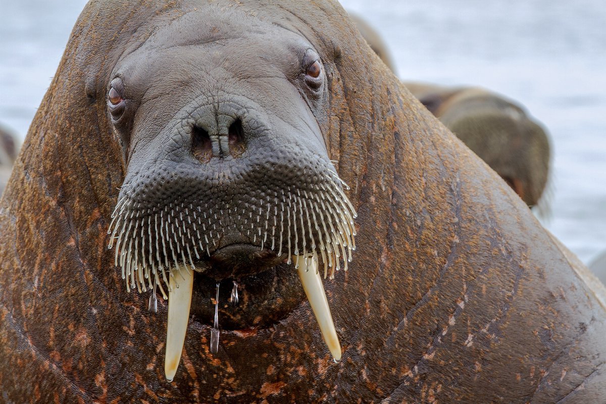 Морж Лаптевский подвид