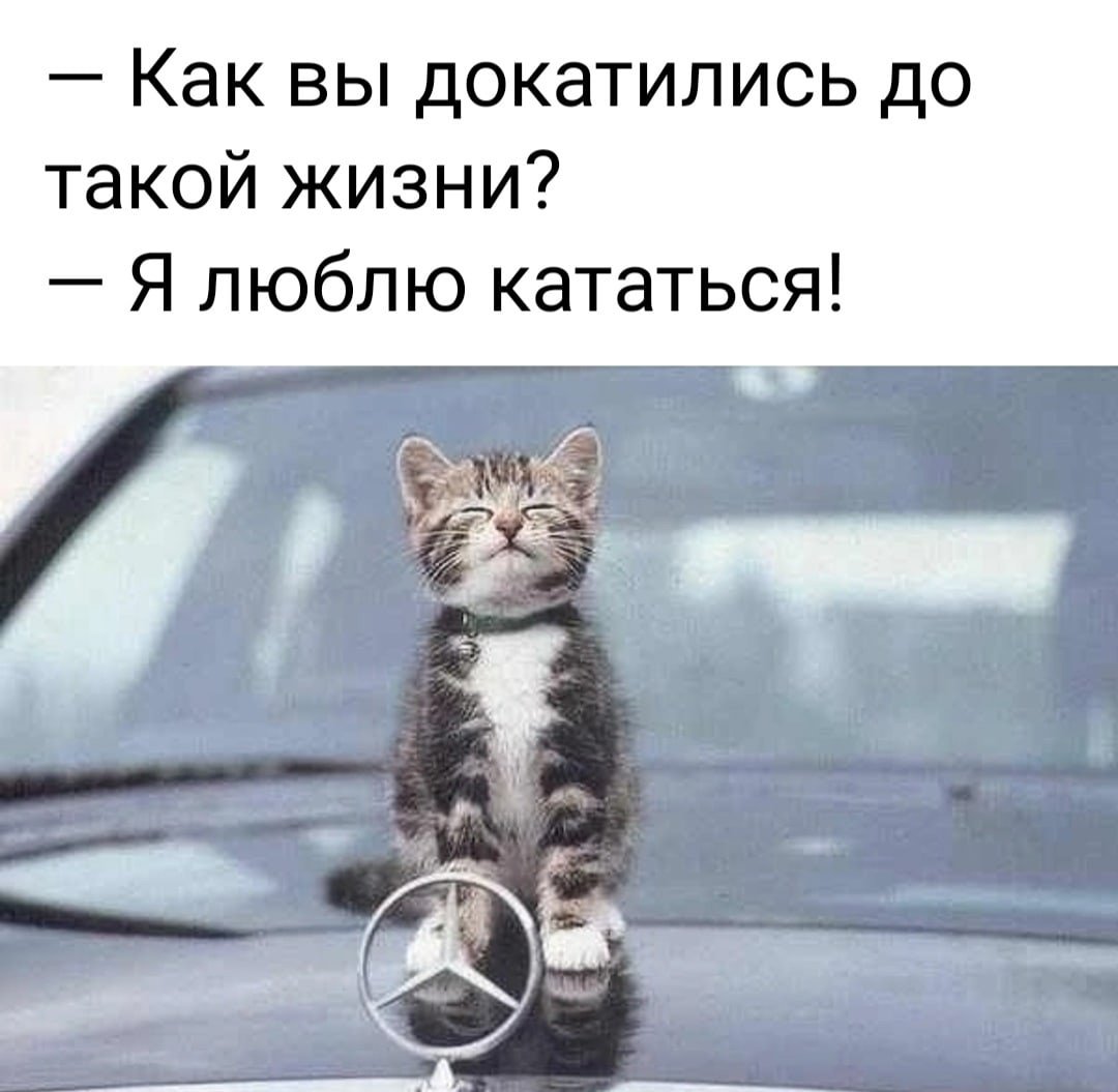 Кот с мерсом