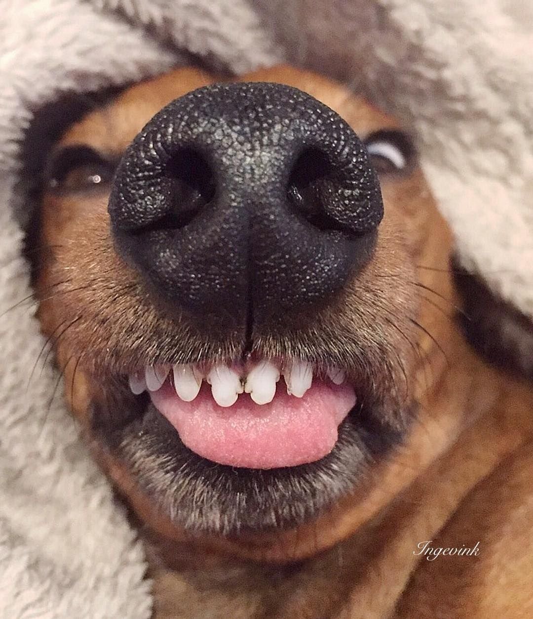 Смешные собачки