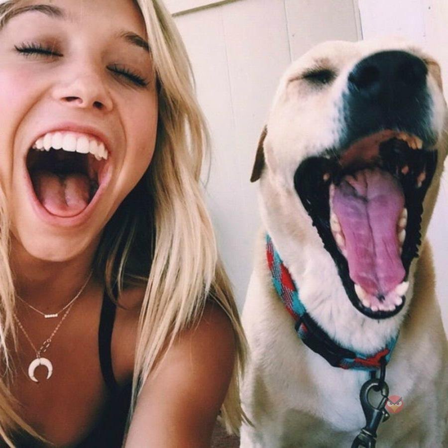 Собака дурачится