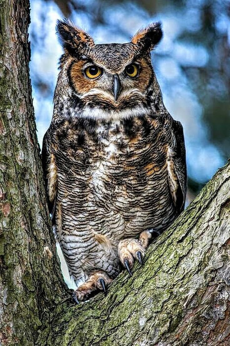 Филин и Сова