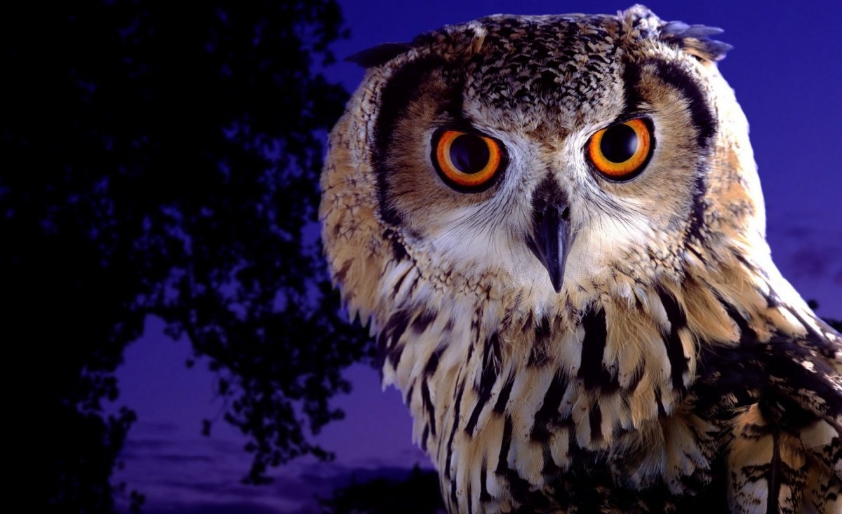 Филин Совенок