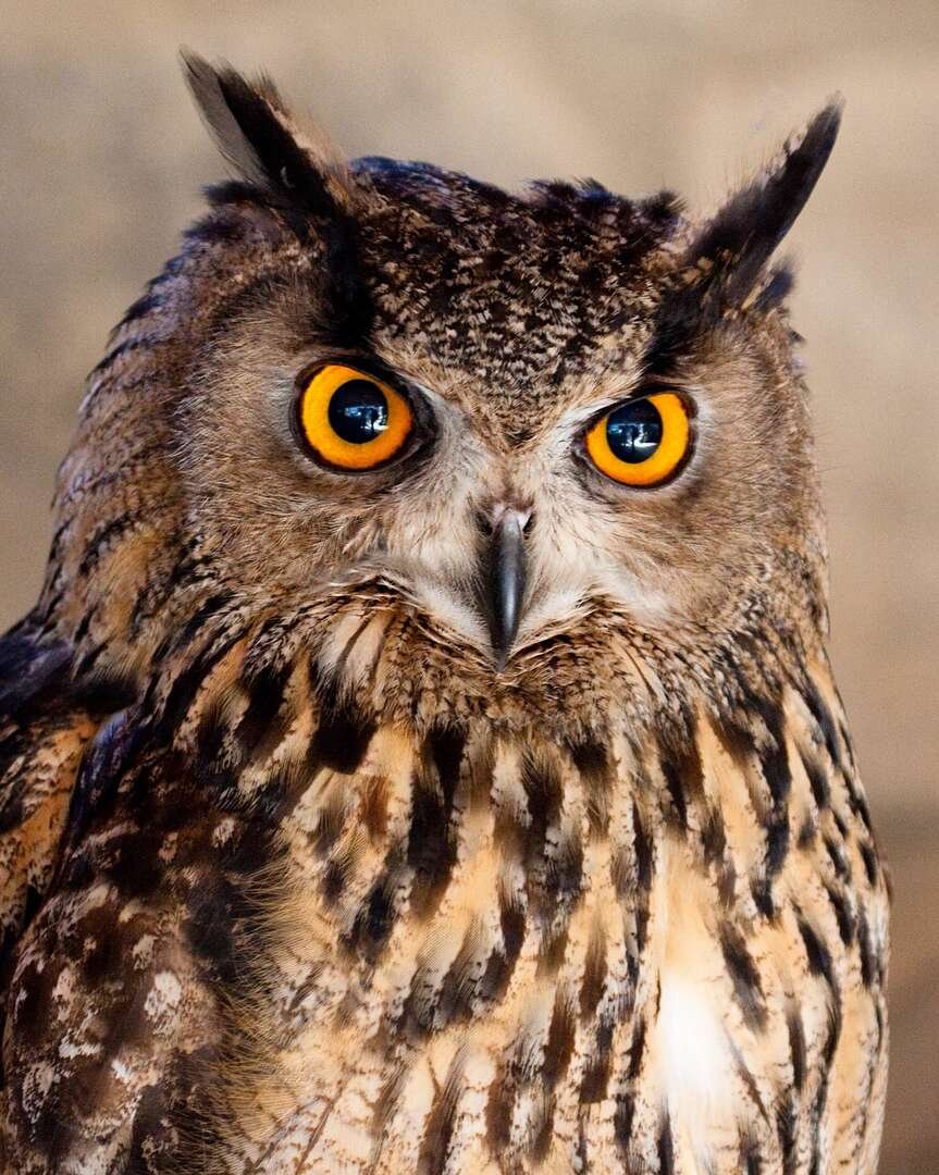 Виргинский Филин