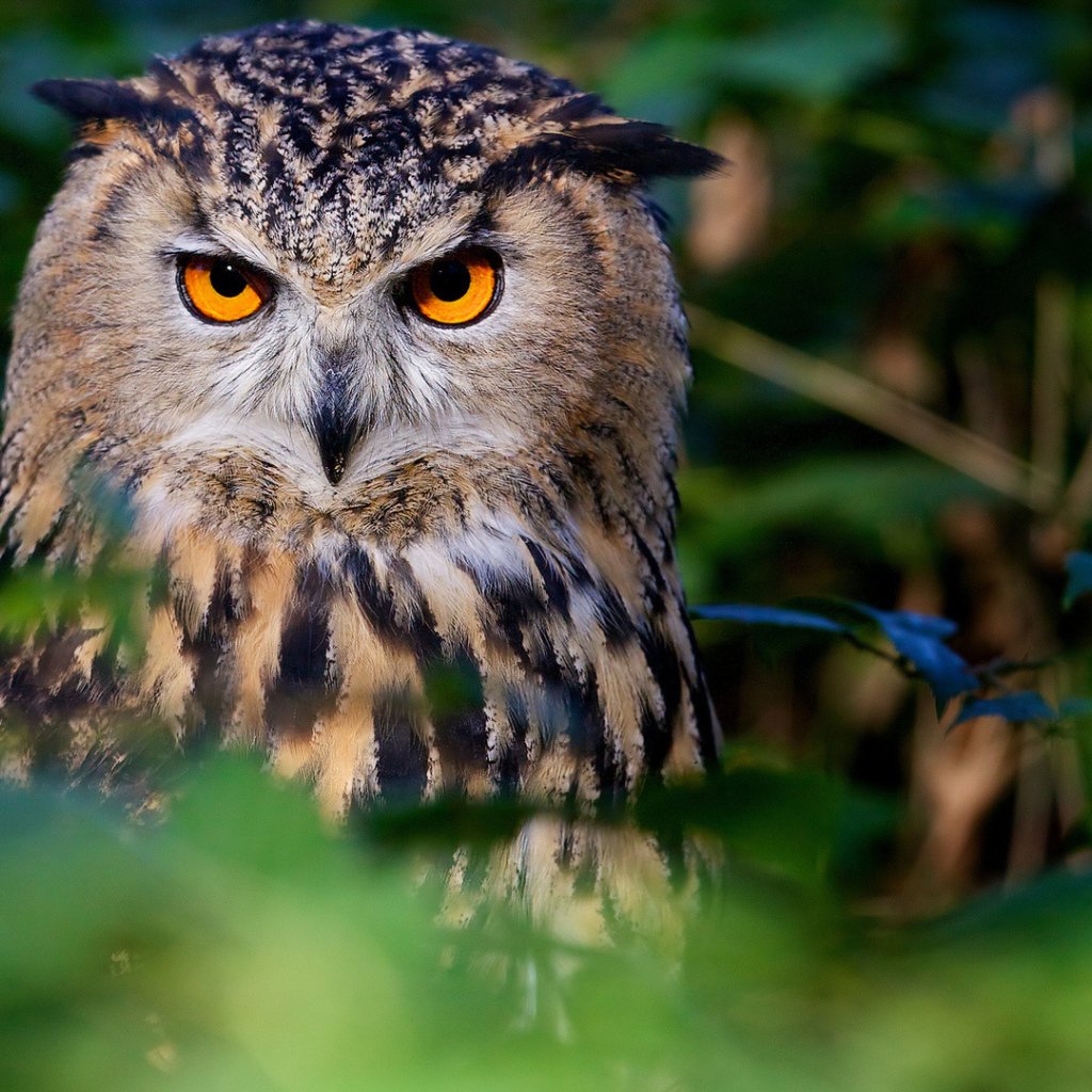 Лесная неясыть