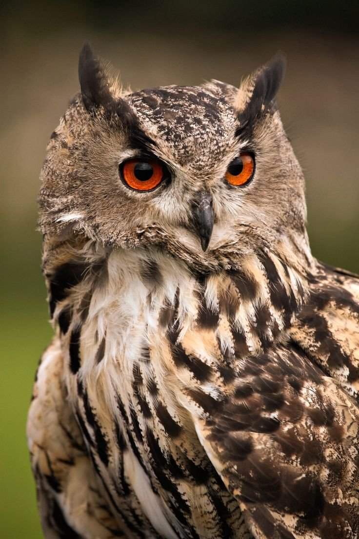 Красивая Сова