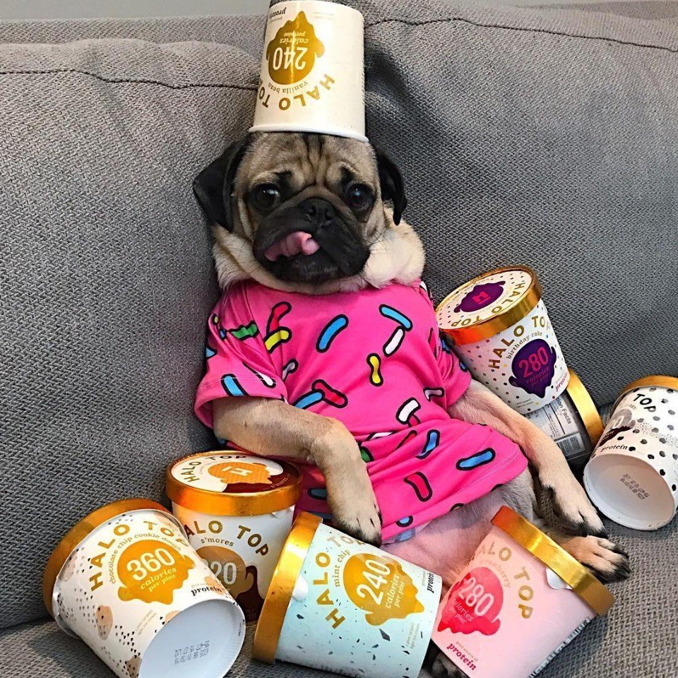 Доброе утро Мопс