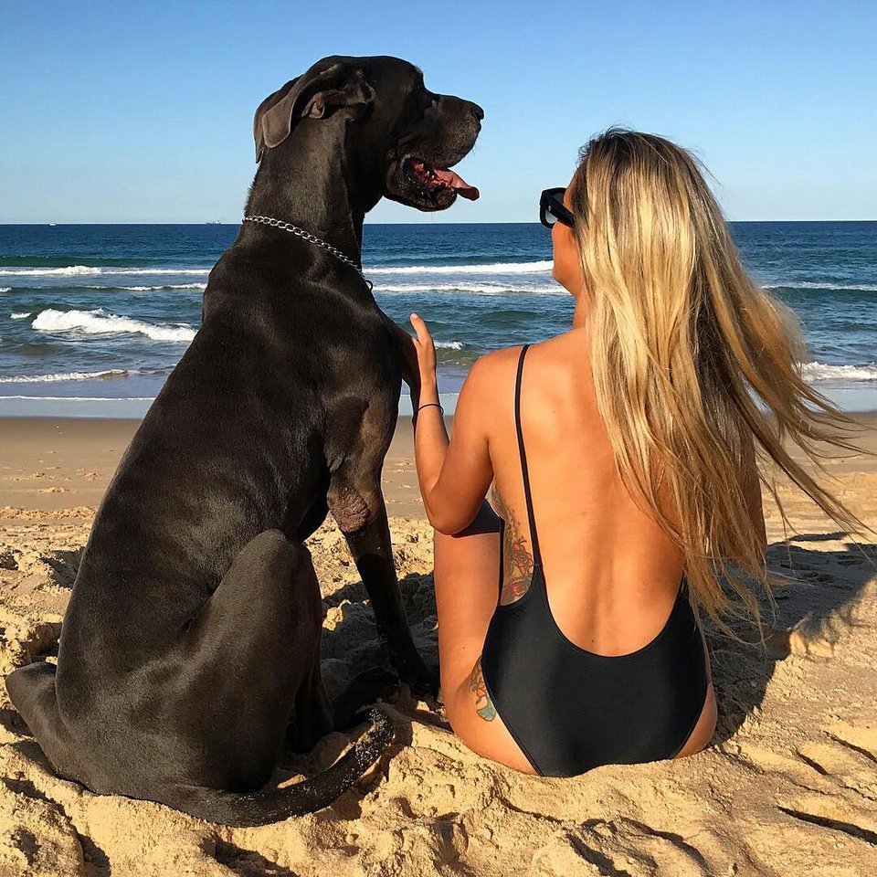 Немецкий дог девочка