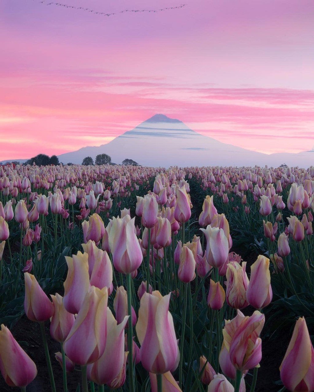 Тюльпаны Эстетика