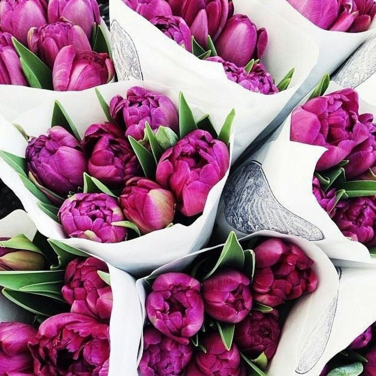 Много тюльпанов