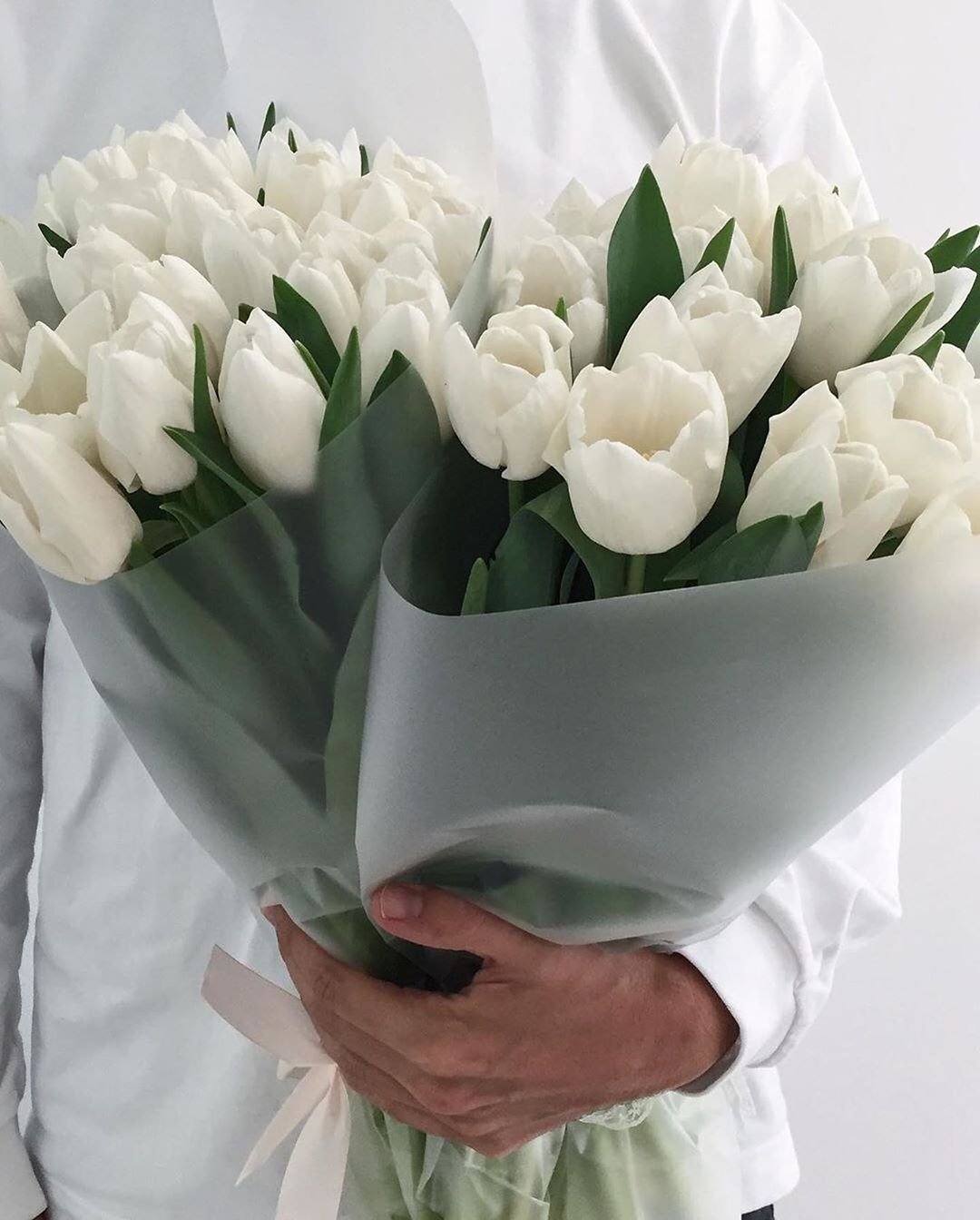 Тюльпаны Эстетика