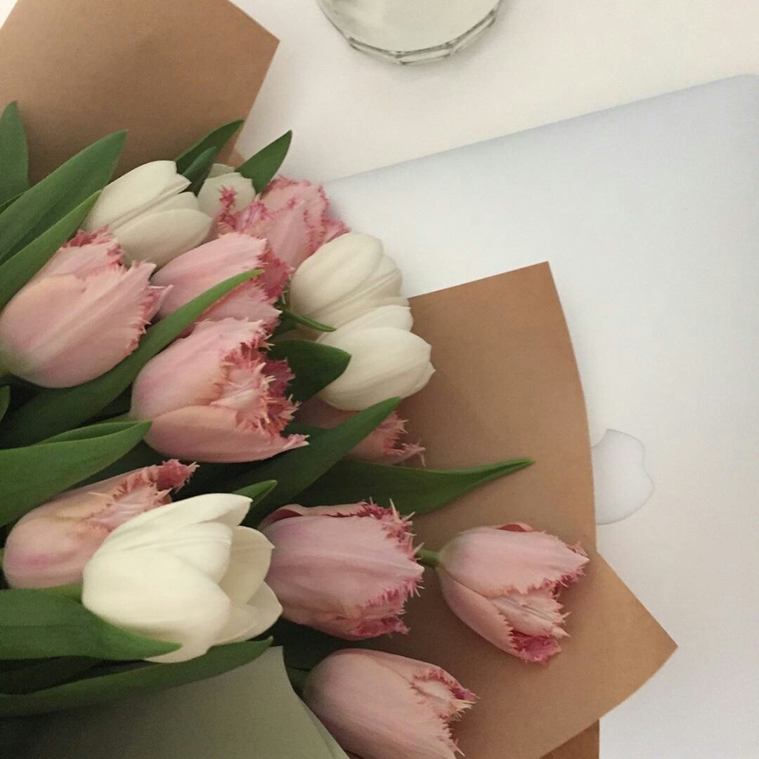 Tulipa aesthetic