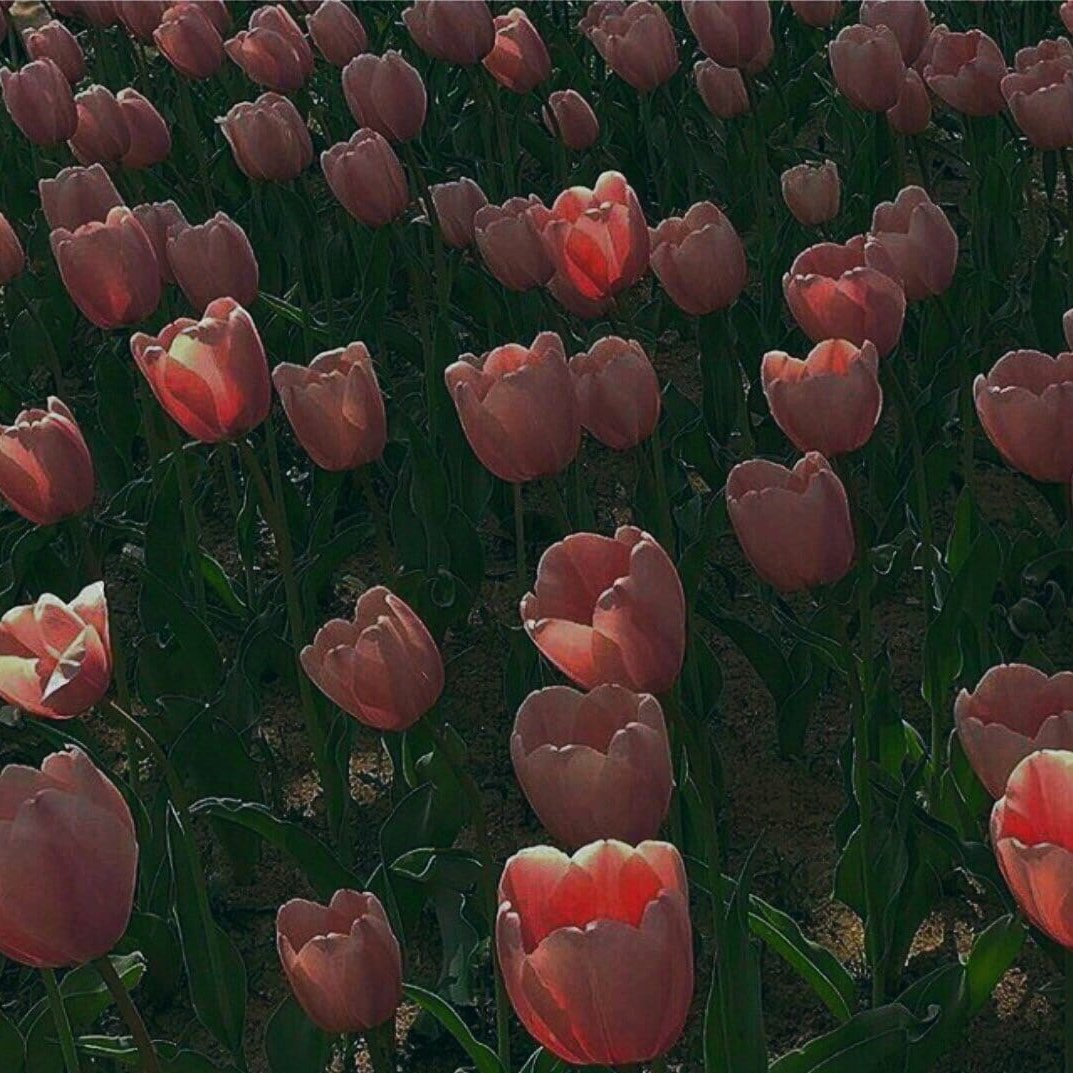 Букет тюльпанов лежит