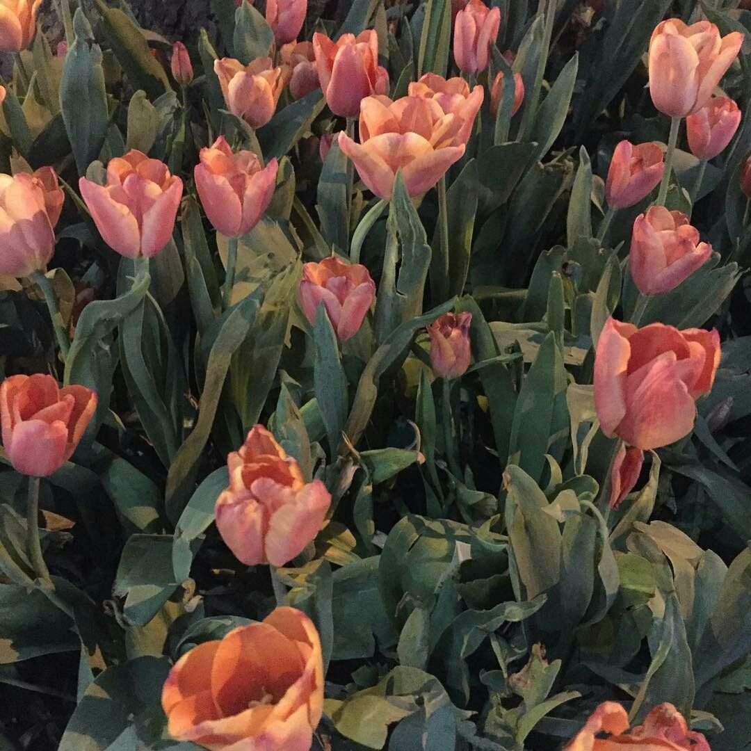 Тюльпан Бруклин