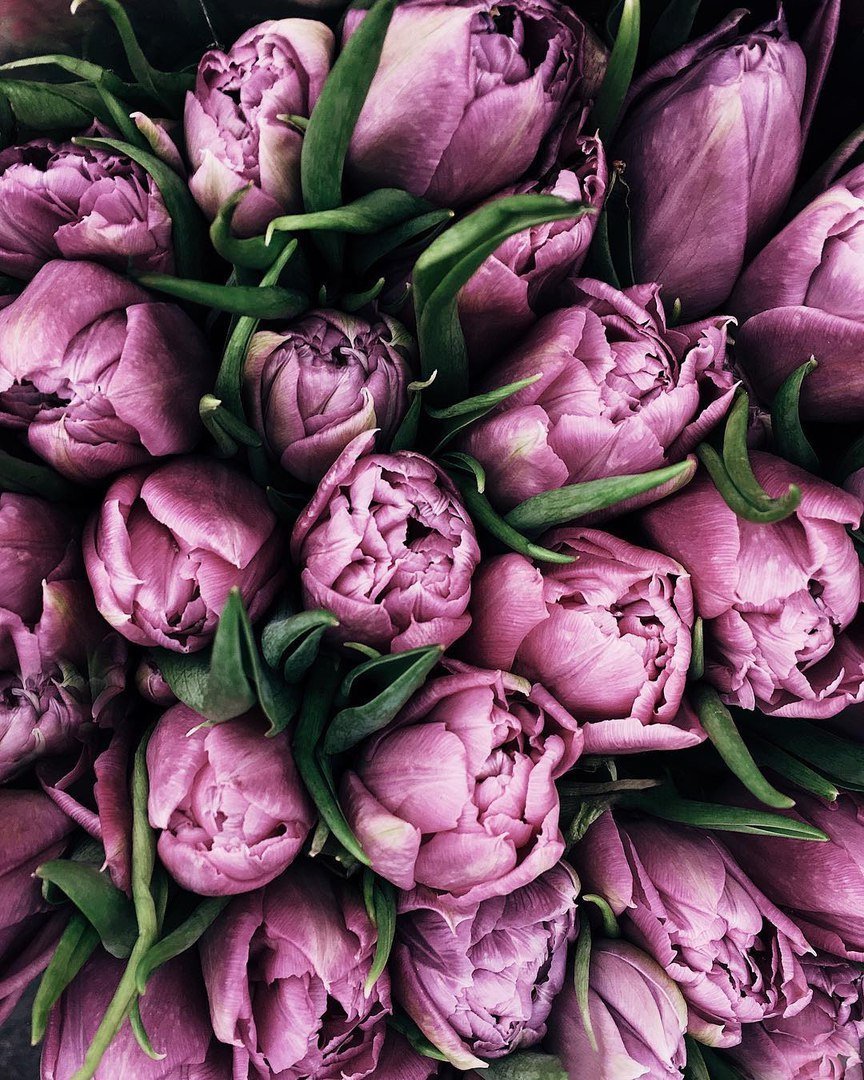 Цветы белые тюльпаны