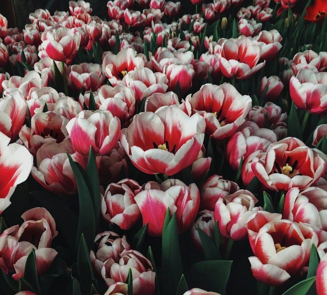 Эстетичные букеты тюльпанов