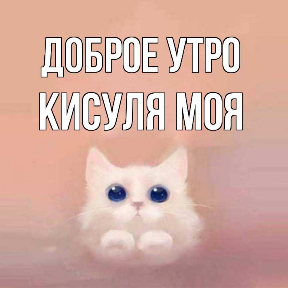 Кот с факом