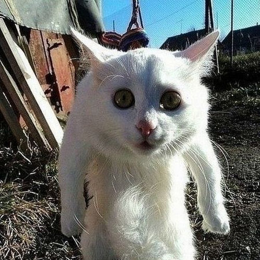 Кошки с милыми надписями