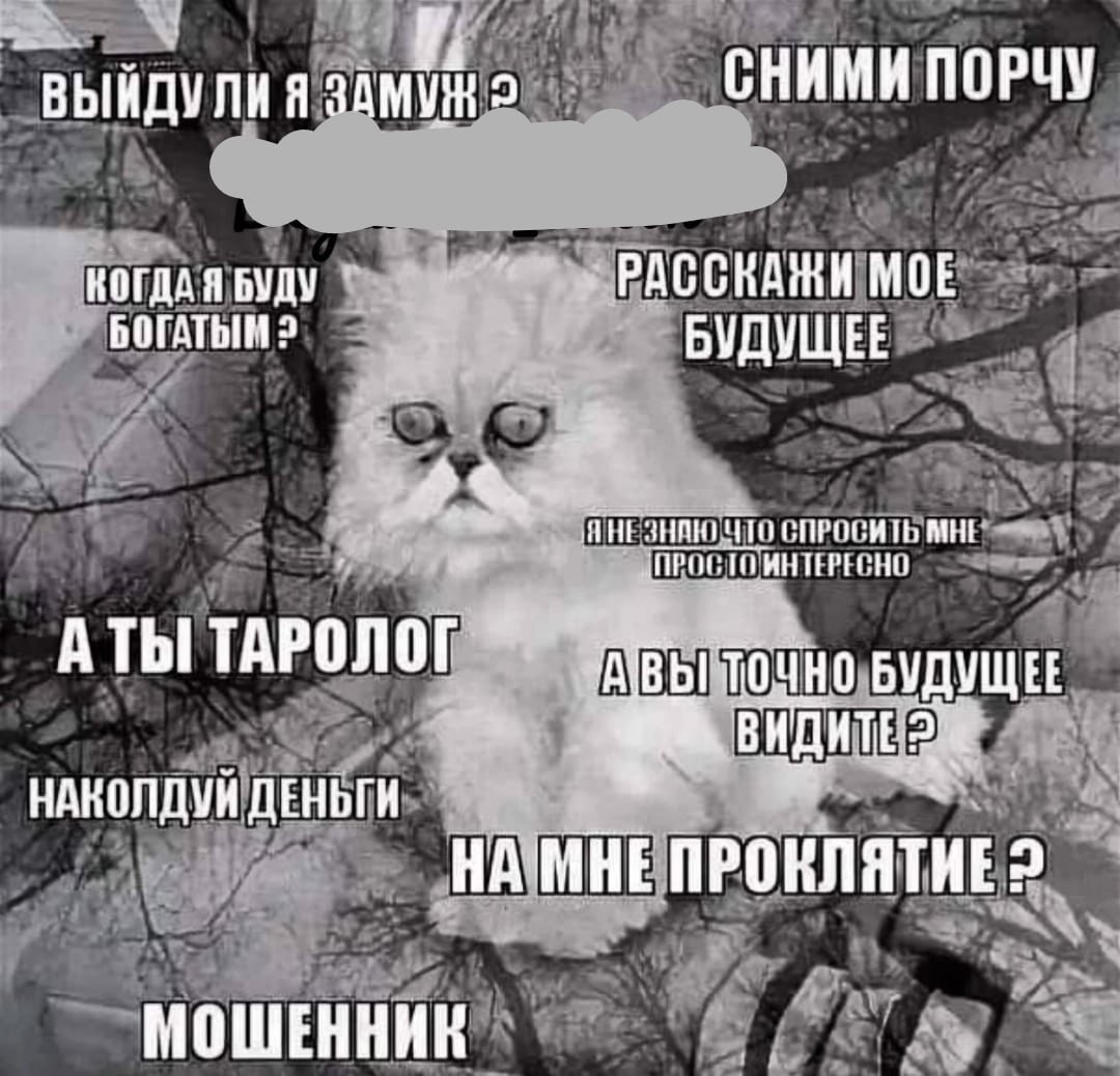 Котенок в лифчике