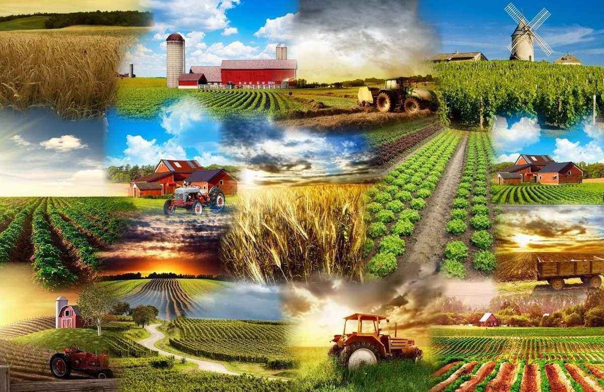 Поле с колосьями