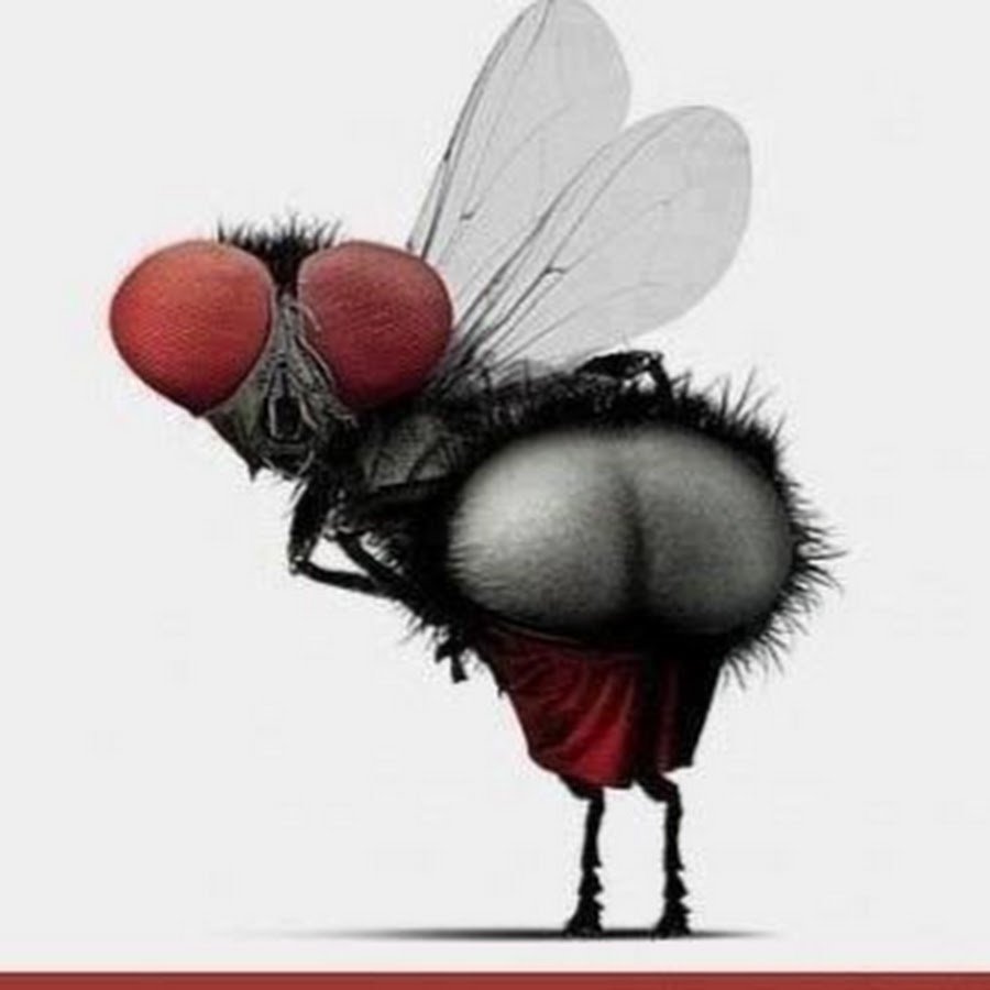 Муха прикол