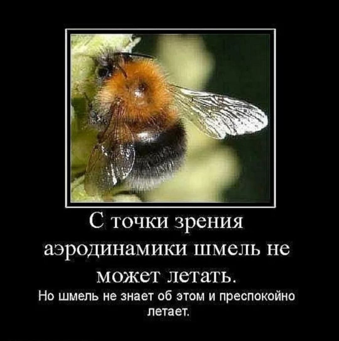 Смешные афоризмы про пчел