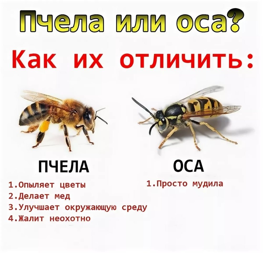 Шмель шаблон для детей
