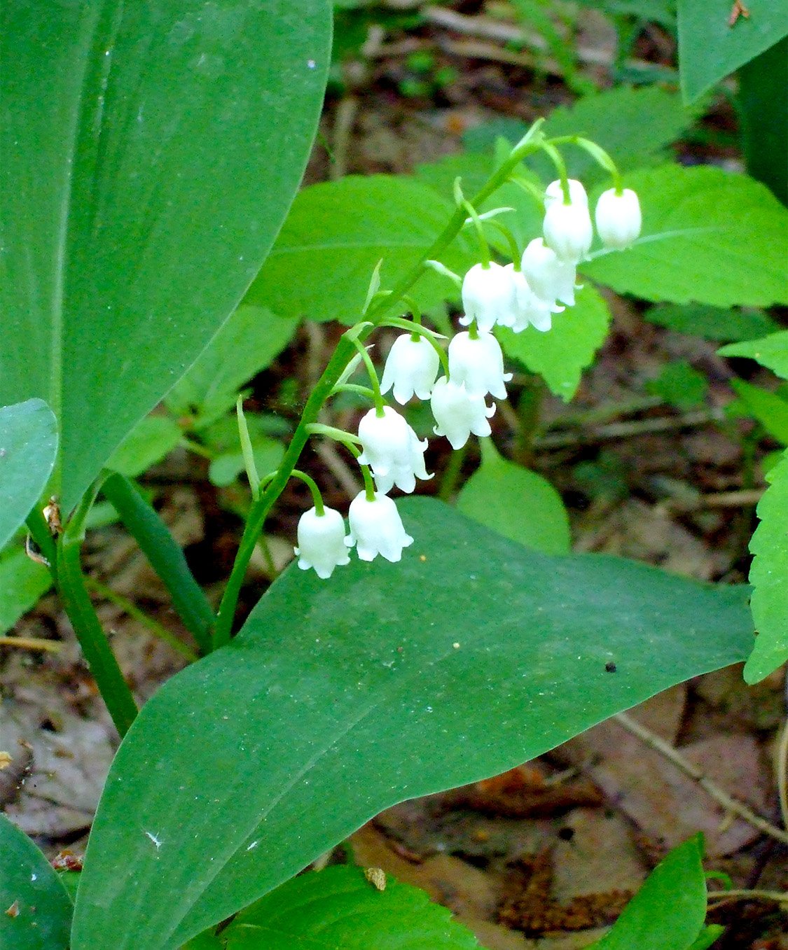Ландыш Майский корень