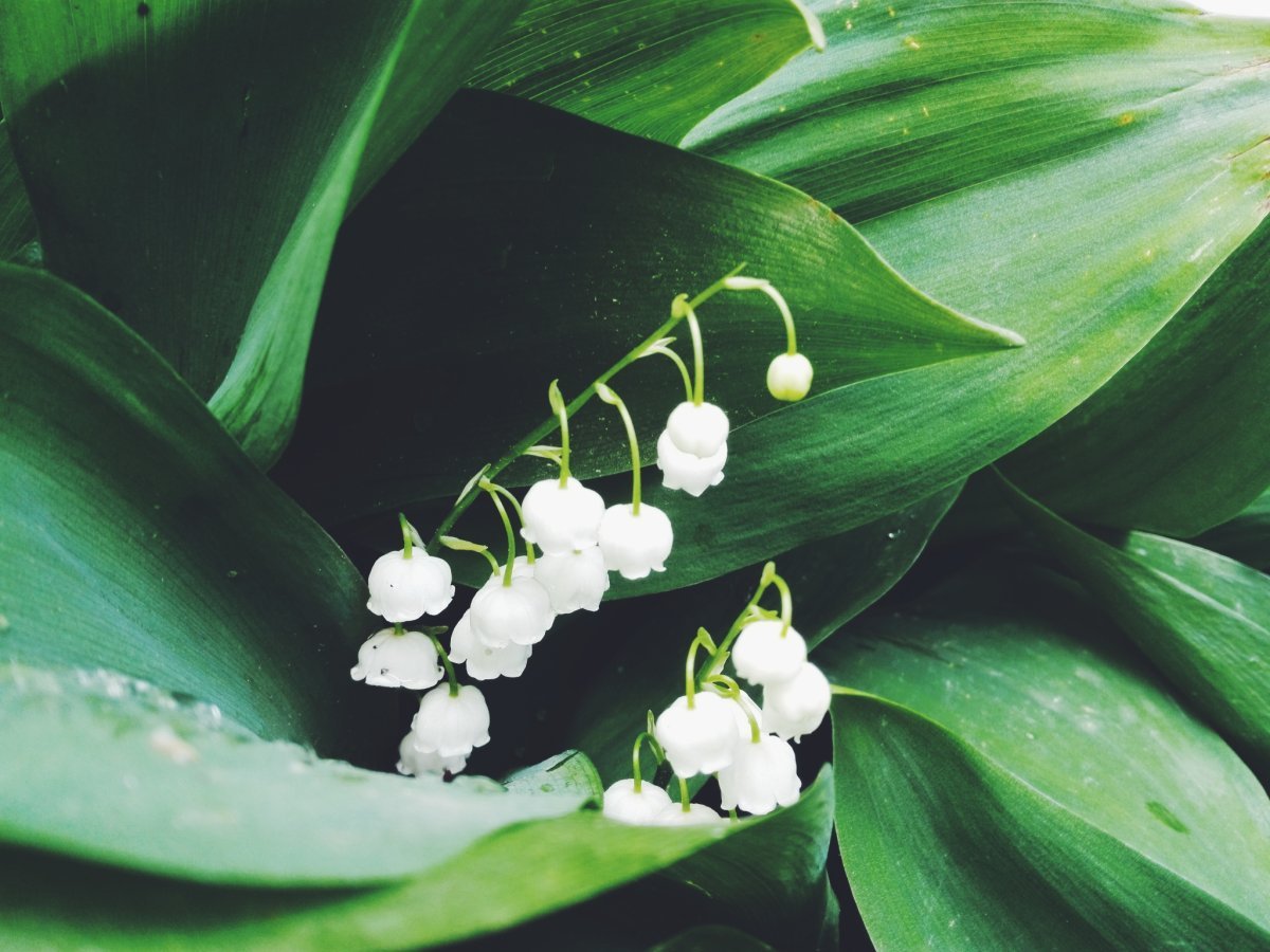 КОНВАЛЛЯРИЯ майялис